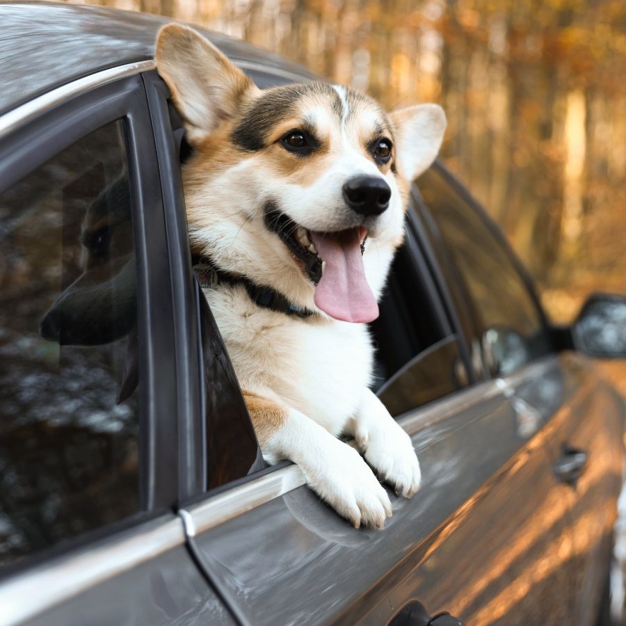 Transporte de Mascotas